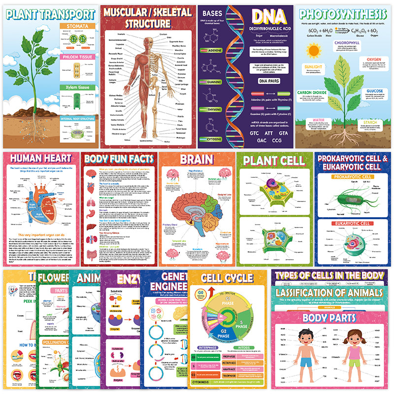 Science Biology A3 Children Educational Preschool Classroom Wall Learning Posters