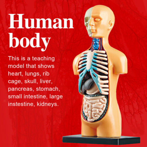 The Human Body