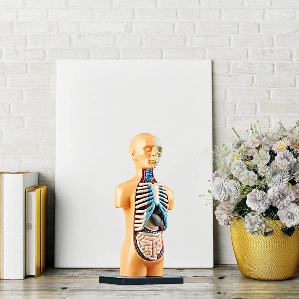 The Human Body