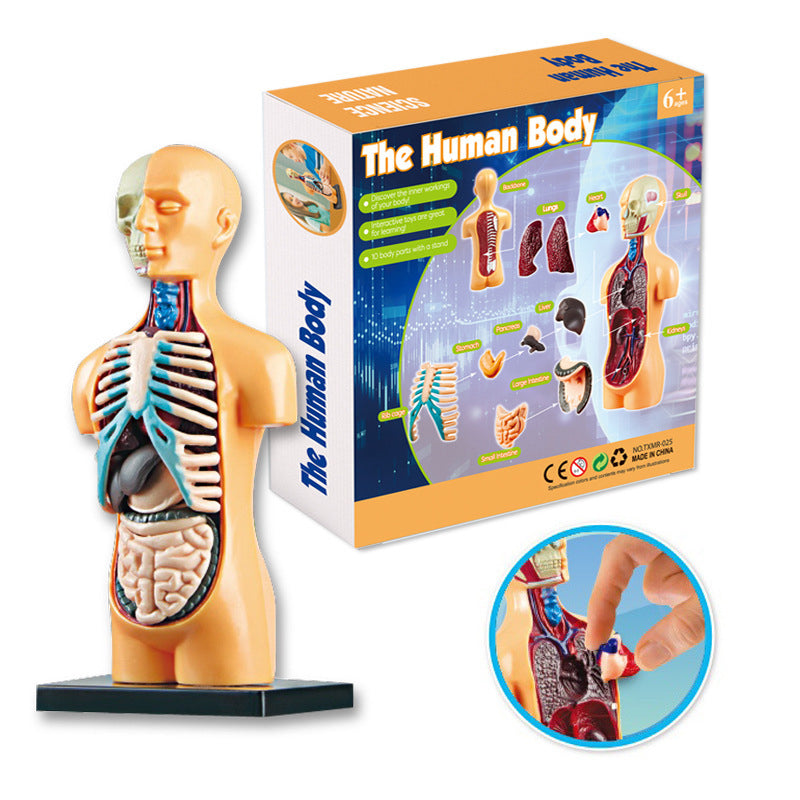 The Human Body