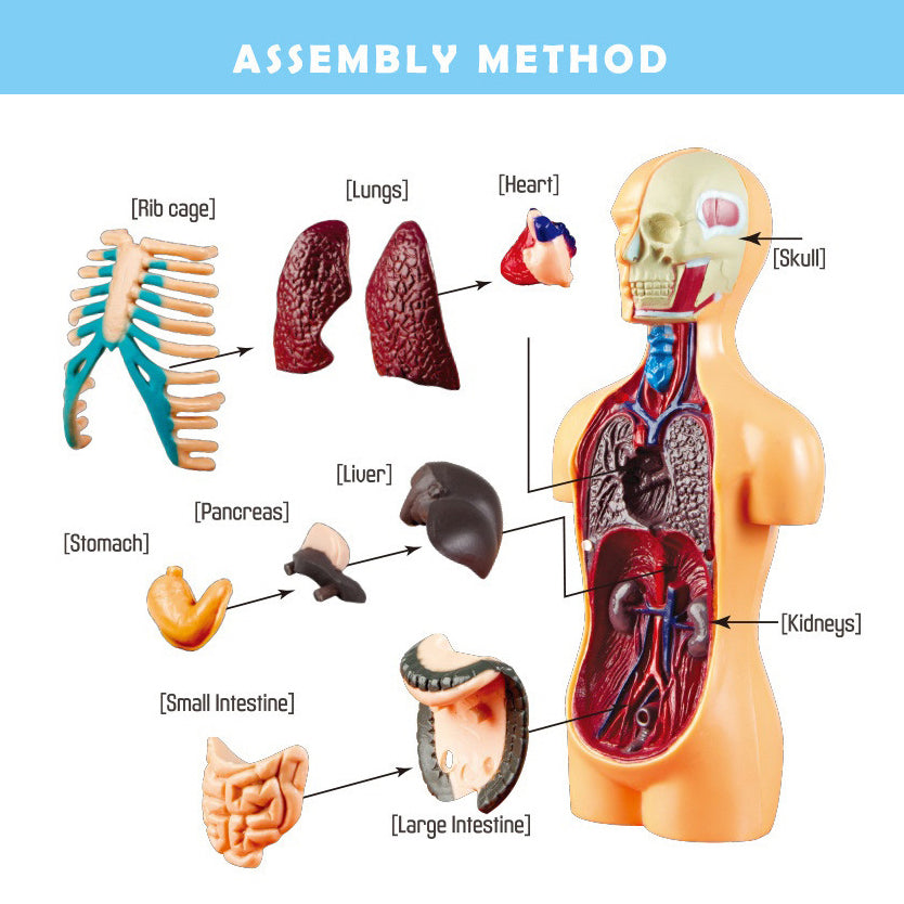 The Human Body