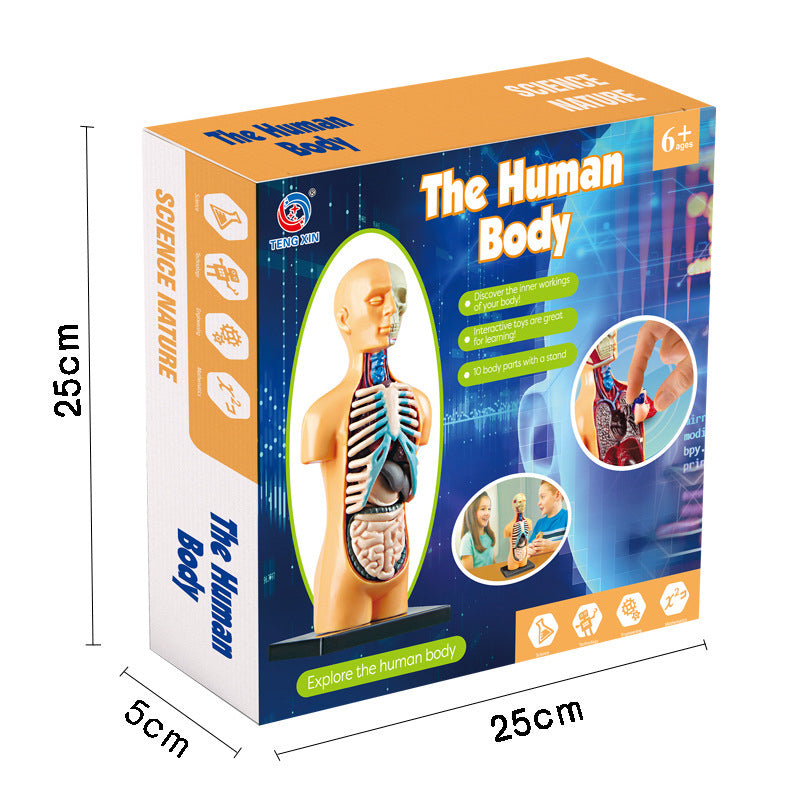 The Human Body
