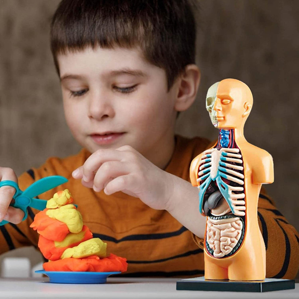 The Human Body