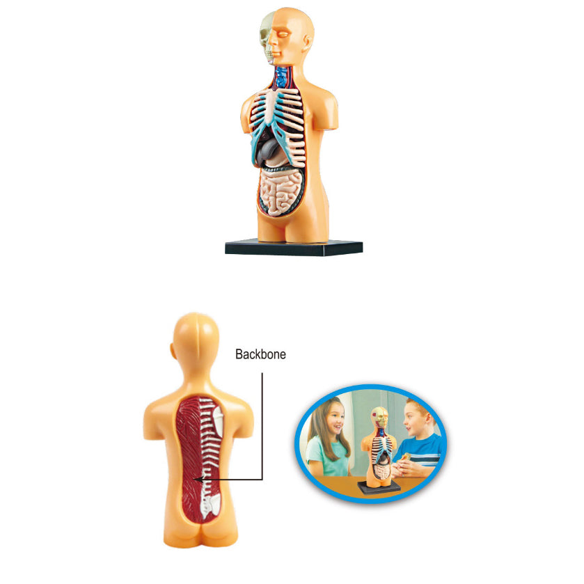 The Human Body