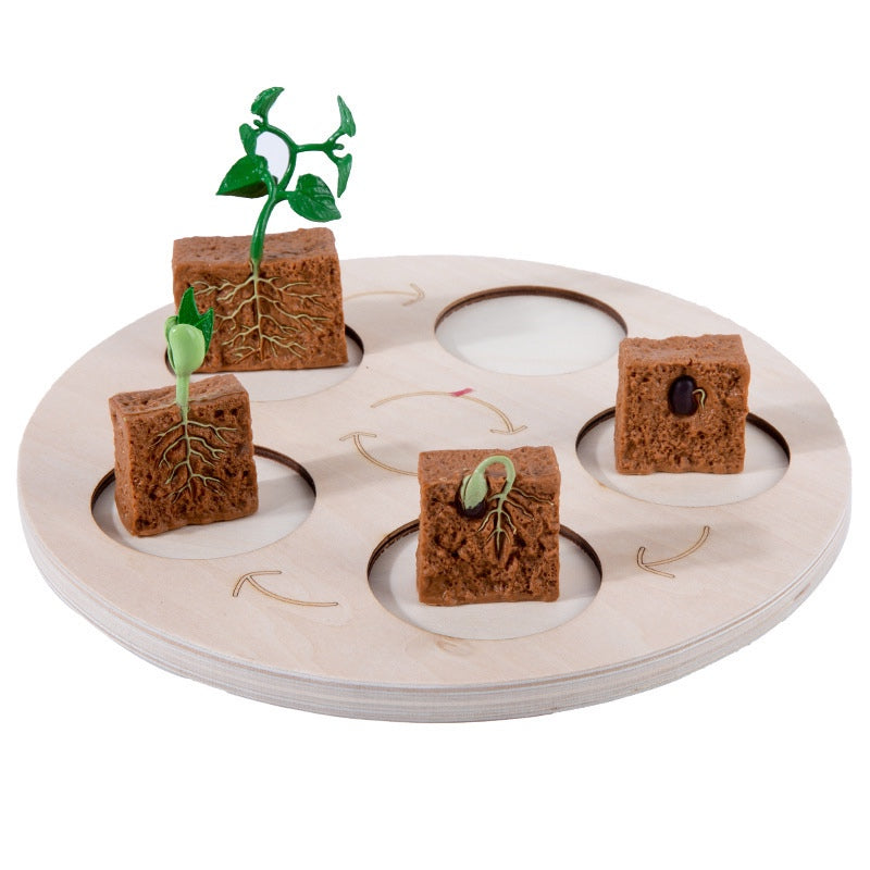 Life Growth Cycle