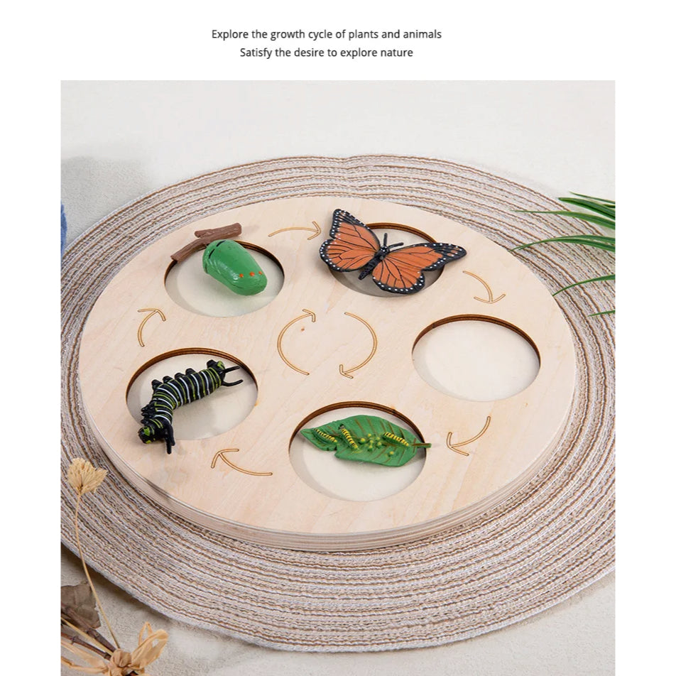 Life Growth Cycle