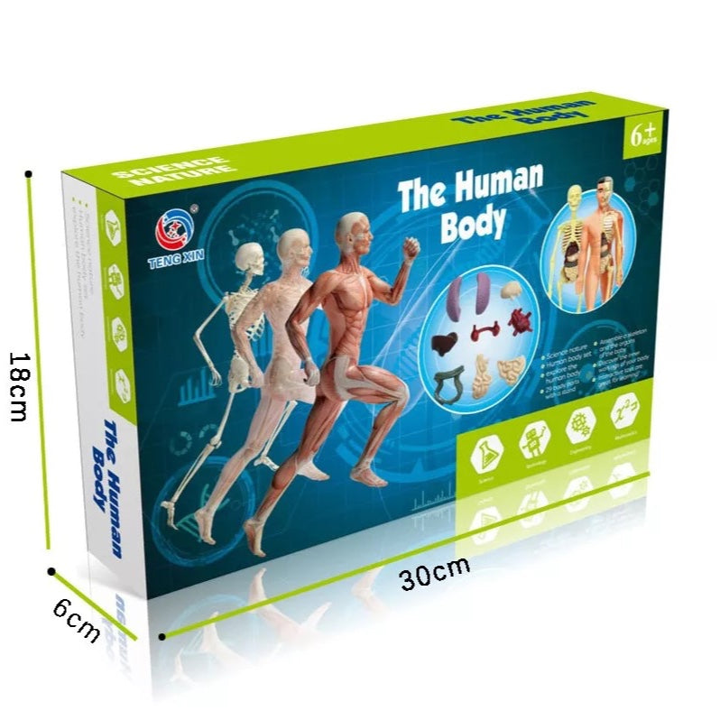 Full Human Body