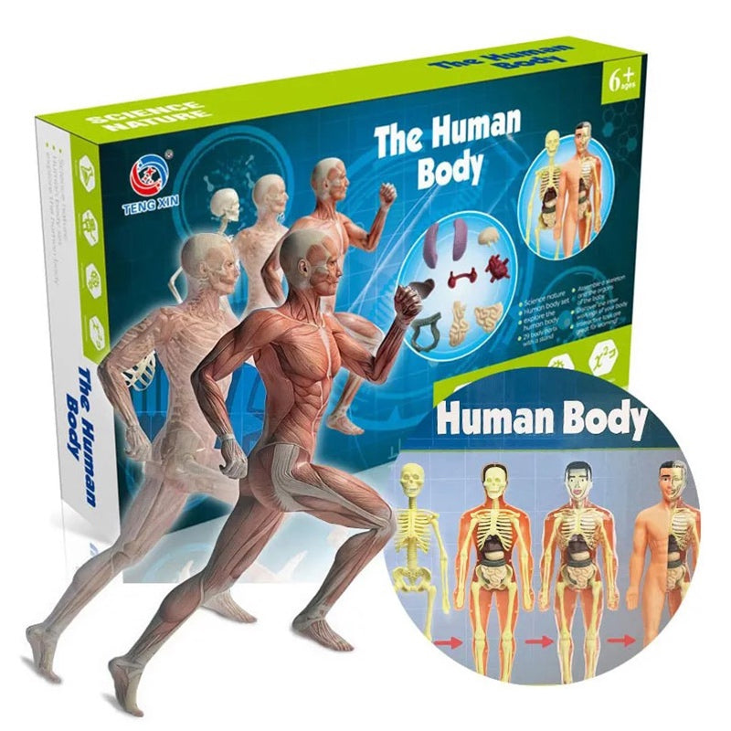 Full Human Body