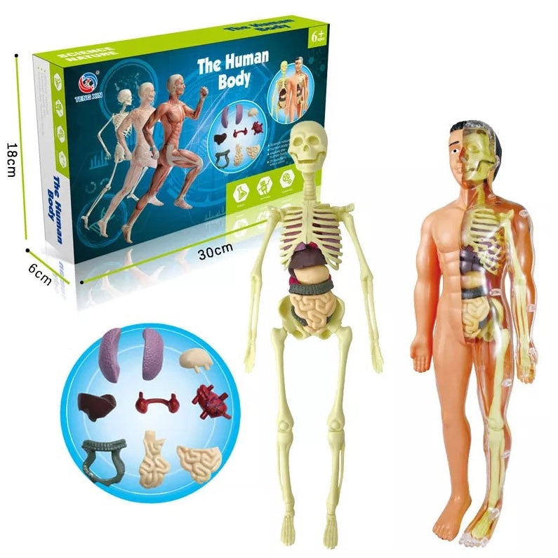 Full Human Body