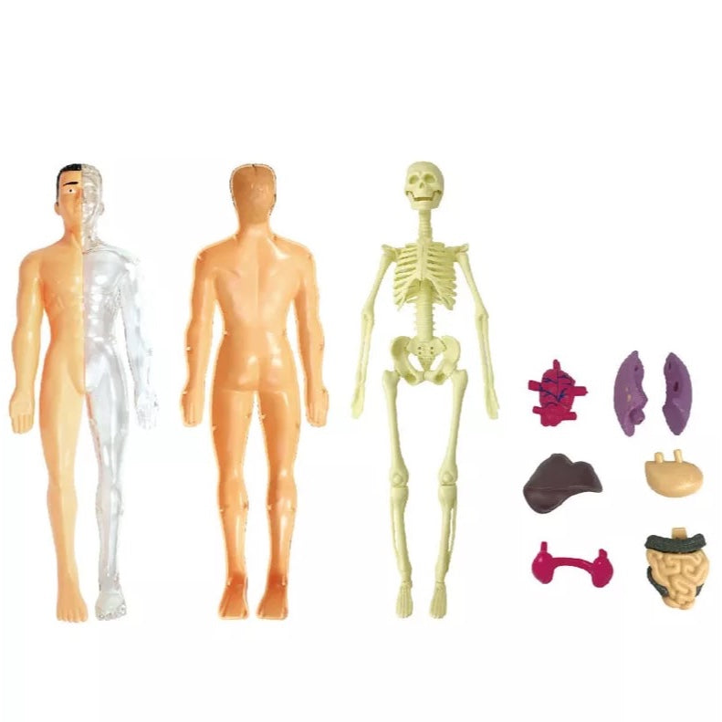Full Human Body