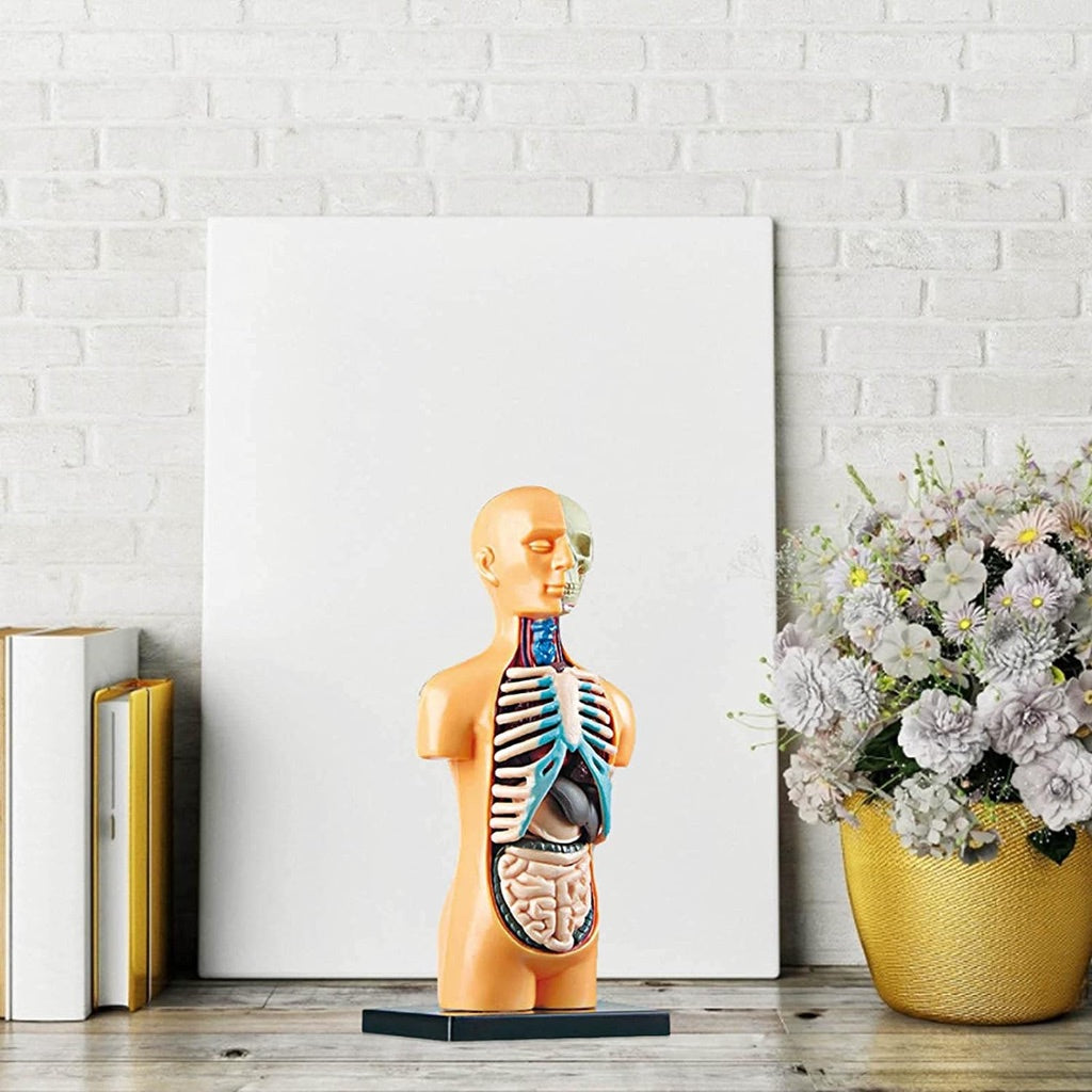 Full Human Body