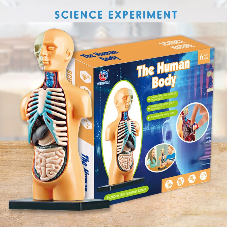 Full Human Body