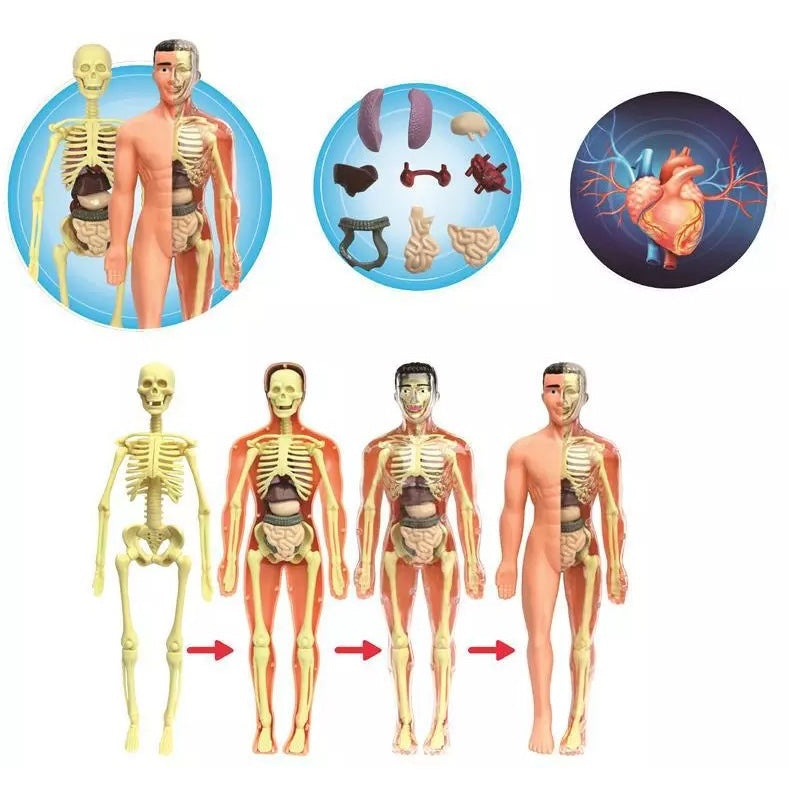 Full Human Body