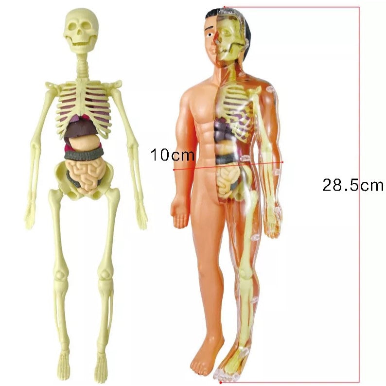 Full Human Body