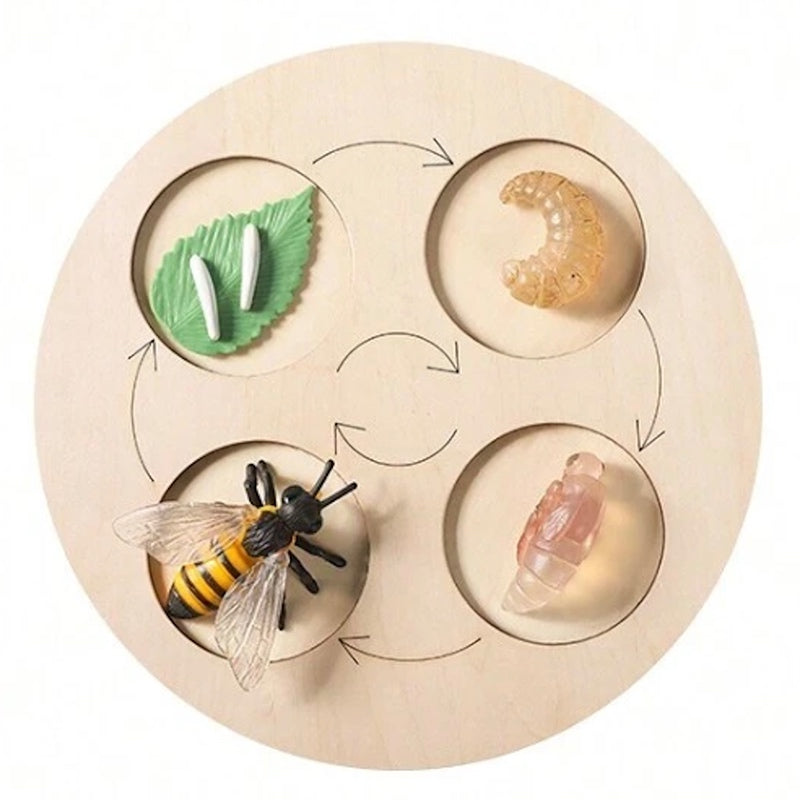 Life Growth Cycle
