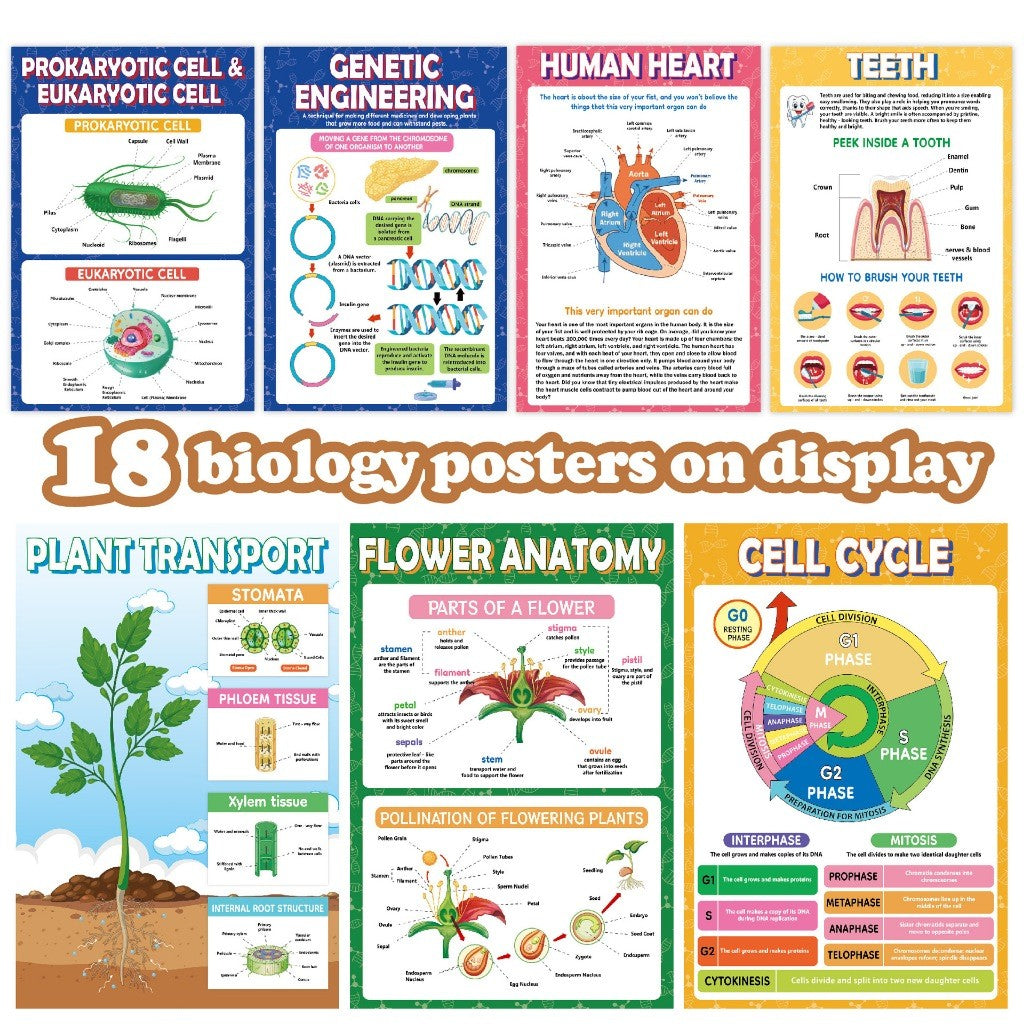 Science Biology A3 Children Educational Preschool Classroom Wall Learning Posters