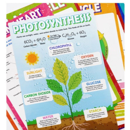 Science Biology A3 Children Educational Preschool Classroom Wall Learning Posters