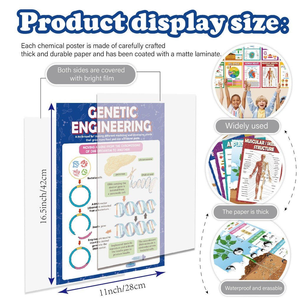 Science Biology A3 Children Educational Preschool Classroom Wall Learning Posters