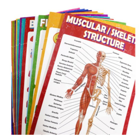 Science Biology A3 Children Educational Learning Posters