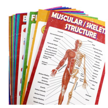 Science Biology A3 Children Educational Preschool Classroom Wall Learning Posters