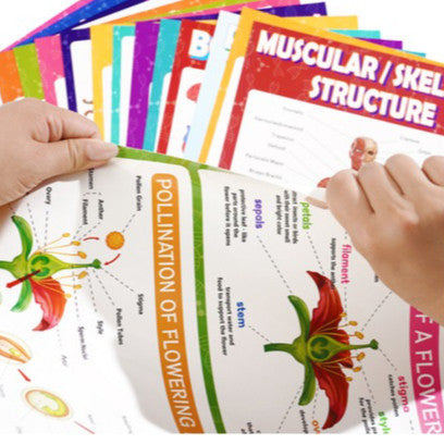 Science Biology A3 Children Educational Preschool Classroom Wall Learning Posters