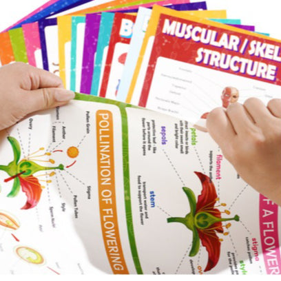 Science Biology A3 Children Educational Learning Posters