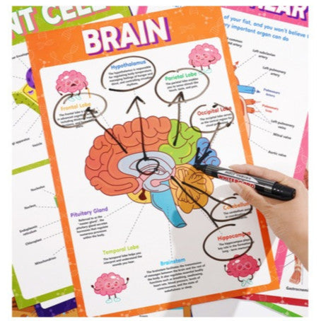 Science Biology A3 Children Educational Preschool Classroom Wall Learning Posters